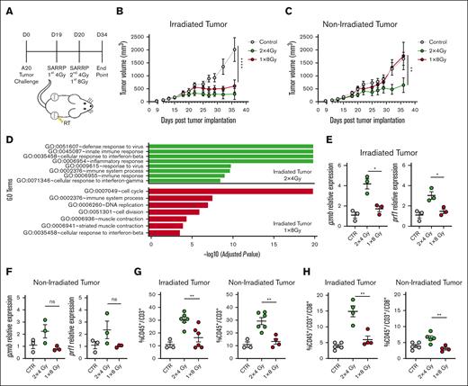 Enhanced abscopal antitumor effects in A20 lymphoma model with fractionated RT. (A) Working model: time line and schematic representation of in vivo A20 tumor–bearing mice treated with 2 × 4-Gy or 1 × 8-Gy RT in 1 of the 2 tumors. (B-C) A20 tumor growth from irradiated and nonirradiated abscopal tumor as followed by caliper measurements (n = 5-6 mice). (D) Gene ontology terms that are significantly enriched with an adjusted P value <.05 in the differentially expressed gene sets. Data represent irradiated tumors from the fractionated- or single-dose–treated groups. (E-F) Gene expression of granzyme B (gzmb) and perforin 1 (prf1) in irradiated and nonirradiated tumor 5 days after RT. (G-H) CD45+/CD3+ and CD45+/CD3+/CD8+ T-cell infiltration in irradiated and abscopal tumors 34 days after tumor implantation. Graphs show the mean ± standard error of the mean (SEM). ∗P < .01; ∗∗∗P < .001; ∗∗∗∗P < .0001. Data are representative of 3 independent experiments. CTR, control; ns, not significant; SARRP, Small Animal Radiation Research Platform.