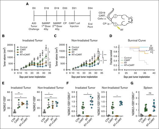 Enhancing CART-19 cell infiltration and antitumor response through preceding RT in vivo. (A) Working model: time line and schematic representation of in vivo A20 tumor–bearing mice treated with RT followed by CART-19 cell injection. All mice of all groups were treated with the same cyclophosphamide (CP) lymphodepletion regimen. (B-C) A20 tumor growth from irradiated and abscopal tumor (n = 17-21). (D) Survival curve after treatment administration. (E) CD45.2+/CD3+ T-cell infiltration in irradiated and abscopal tumors. (F) CD45.2–/CD3+/CD45.1+ T-cell infiltration in irradiated and abscopal tumor representing CART-19 cells. (G) CD45.2–/CD3+/CD45.1+ T-cell infiltration in the spleen representing CART-19 cells. Graphs show the mean ± SEM. ∗P < .05; ∗∗P < .01; ∗∗∗P < .001; ∗∗∗∗P < .0001. Data are representative of 3 independent experiments. CTR, control.