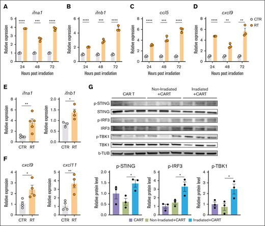 RT-induced activation of the cGAS/STING pathway promotes IFN type I gene and chemokine expression upregulation in A20 tumor cells. (A-D) Expression of ifna1, ifnb1, ccl5, and cxcl9 after 24, 48, and 72 hours of RT in vitro. (E-F) Expression of ifna1, inb1, cxcl9, and cxcl11 48 hours post in vivo RT. (G) Activation of STING pathway in A20 tumors treated with CART-19 alone or combination of CART-19 and RT. Graphs show the mean ± SEM. ∗P < .05; ∗∗P < .01; ∗∗∗P < .001; ∗∗∗∗P < .0001. b-TUB, b-tubulin; RT, Radiation Therapy; p-IRF3, phosphorylated-Interferon Regulatory Factor 3; p-STING, phosphorylated-Stimulator of interferon genes; p-TBK1, phosphorylated-TANK-binding kinase 1.
