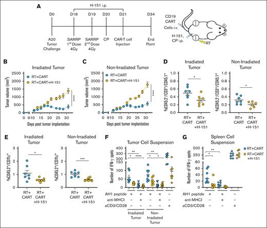 RT enhances CAR T-cell therapy through STING activation. (A) Working model: time line and schematic representation of in vivo A20 tumor–bearing mice treated with RT followed by CART-19 cell injection with or without the STING antagonist H-151. All mice of all groups were treated with the same CP lymphodepletion regimen. (B-C) Tumor growth from irradiated and abscopal tumors (n = 8). (D) CD45.2–/CD3+/CD45.1+ T-cell infiltration in irradiated and abscopal tumors, representing the CART-19 cells. (E) CD45.2+/CD11c+ DC infiltration in irradiated and abscopal tumors. (F-G) IFN-γ spots after overnight stimulation of tumor or spleen cell suspensions with AH1 peptide with or without anti–MHC I antibody. Graphs show the mean ± SEM. ∗P < .05; ∗∗P < .01; ∗∗∗P < .001; ∗∗∗∗P < .0001. Data are representative of 1 experiment.