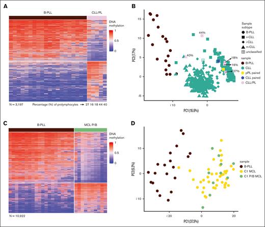 Differential DNA methylation patterns of B-PLL compared with CLL/PL and MCL P/B. (A) Heat map of the differentially methylated CpGs between B-PLL and CLL/PL (n = 3197). (B) PCA of the differentially methylated CpGs between B-PLL and CLL with <10% prolymphocytoid cells (n = 2906), including also the CLL/PL (showing the percentage of cells with prolymphocytoid morphology) and the paired CLL/pPL case. The percentage of prolymphocytes of each of the CLL/PL samples is indicated. (C) Heat map of the differentially methylated CpGs between B-PLL and MCL P/B (n = 10 922). (D) PCA of the differentially methylated CpGs between B-PLL and C1 MCL with classic morphology (n = 8809) including in the plot the C1 MCL P/B.