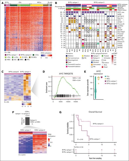 Epigenetic and genetic characterization of the differential signature of the B-PLL epitypes. (A) Heat map of the de novo epitype 1 specific methylation signature (n = 799 CpGs). (B) Oncoplot showing genetic alterations of B-PLL cases. (C) Heateukemic nonnodal map of 97 differentially expressed genes between B-PLL epitypes. (D) Gene set enrichment analysis (GSEA) showing enrichment of MYC targets in epitype 1 B-PLL (E) MYC expression percentile of B-PLL, CLL, and MCL cases (F) Bar plot of the numbers of differentially methylated CpGs between CD5+ epitype 2 and CD5− epitype 2 (top) and heat map of DM CpGs between CD5+ epitype 1 and CD5+ epitype 2 (n = 2014; bottom) (G) Kaplan-Meier curves for overall survival between B-PLL epitypes.