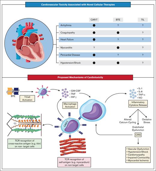 Cardiovascular toxicity associated with cellular therapies. (A) Current literature has identified several cardiotoxic side effects of CAR-Ts, including arrhythmia, coagulopathy, heart failure, pericardial disease, and hypotension/shock. Less is known about the cardiotoxicity of BTEs, with only coagulopathy myocarditis, and hypotension/shock having been associated with therapy. Finally, there has been no definitive association between cardiotoxicity and TILs, given their recent introduction. (B) The mechanism of cardiotoxicity associated with cellular therapies can be divided into 3 categories: CRS-mediated cardiovascular dysfunction, direct cardiotoxicity, and indirect cardiotoxicity. Activated CAR-Ts or BTEs release cytokines, including granulocyte-macrophage colony-stimulating factor (GM-CSF), tumor necrosis factor (TNF), and interferon gamma (IFN-γ), which lead to macrophage activation, resulting in a proinflammatory cascade that causes oxidative stress, altered calcium cycling, and endothelial dysfunction, ultimately resulting in cardiovascular dysfunction. Indirect cardiotoxicity has been documented with CAR-Ts, in which engineered cells attack the sarcomeric protein titin as a crossantigen. Direct cardiotoxicity has been proposed as an alternative pathway in which CAR-Ts directly attack the myocardium. NO, nitric oxide.