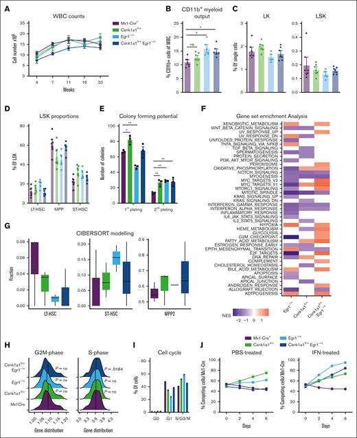 Stem cell phenotype of Csnk1a1fl/+, Egr1–/+ and Csnk1a1fl/+Egr1–/+ mice. (A) White blood cell counts recorded at 4, 7, 11, 16, and 20 weeks after transplant. (B) Frequency of CD11b+ myeloid cells of viable blood cells at 20 weeks after transplant (euthanize). (C) Frequency of CD45.2+ cells in bone marrow LK (Lin– and ckit+) and LSK (Lin– Sca1+ ckit+) in bone marrow at 20 weeks after transplant (euthanize). (D) Frequency of MPP (CD48+CD150–LSK), ST-HSC (CD48-CD150- LSK), and long-term hematopoietic stem cells (CD48-CD150+ LSK) in CD45.2+ LSK cells in the bone marrow at harvest. (E) Colony forming potential of sorted LSK cells from Mx1Cre, Csnk1a1fl/+, Egr1–/+, and Csnk1a1fl/+Egr1–/+ mice plated in methylcellulose at first and second plating. (F) Gene set enrichment analysis of Hallmark pathways on RNA sequencing data of sorted LSK; columns signify enriched pathways of contrast Egr1–/+ vs Mx1Cre+, Csnk1a1fl/+ vs Mx1Cre+, and Csnk1a1fl/+Egr1–/+ vs Mx1Cre+. (G) Characterization of cell type proportions of sorted LSK based on Cibersort tumor profiling. (H) Ridgeline plot comparing gene distribution of G2M- and S-phase genes based on Cibersort tumor profiling. (I) Intracellular Ki67 and 7-AAD staining to discriminate the cell cycle phases G0, G1, S-G2-M) within Mx1Cre, Csnk1a1fl/+, Egr1–/+ and Csnk1a1fl/+Egr1–/+ HoxB8-Flt3 cells. (J) Flow cytometric analysis of the competitive coculture assay of HOXB8 cells derived from Mx1Cre (GFP+) against HOXB8 cells derived from Csnk1a1fl/+, Egr1–/+, and Csnk1a1fl/+Egr1–/+ HoxB8-Flt3 cells (GFP–) over 6 days. Data represent the mean ± standard error of the mean. Statistical test was performed by 1-way analysis of variance with Dunnet post hoc test to compare each genotype to control (Mx1Cre). Only significant results are marked and all other comparisons were nonsignificant. HGB, hemoglobin; IFN, interferon; PBS, phosphate-buffered saline; WBC, white blood cell.