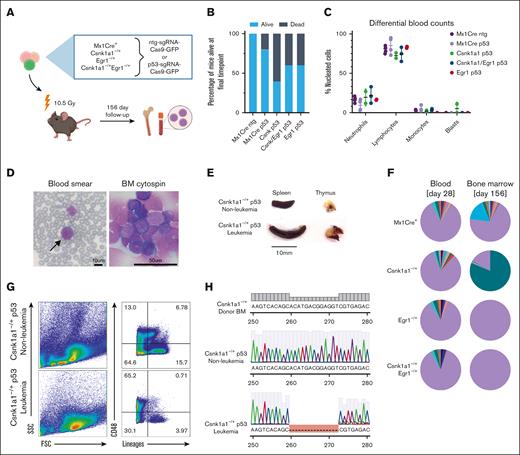 Introduction of Trp53 mutations into bone marrow progenitors of del(5q) MDS mouse models leads to leukemic transformation in Csnk1a1–/+ p53mut mouse. (A) Schematic experimental design: WT recipients received transplantation with Mx1-Cre+, Csnk1a1–/+, Egr1–/+, and Csnk1a1–/+Egr1–/+ bone marrow progenitor cells (ckit+) transduced ex vivo with p53-sgRNA+Cas9 or ntg-sgRNA+Cas9. (B) Frequency of mice alive after 156 days. (C) Differential blood counts in MGG stained blood smears of recipient mice at the time of euthanization (156 days after transplant). (D) MGG staining of peripheral blood smear and bone marrow cytospins of leukemic mouse (00-1). Scale bars, 10 μm in blood smear and 50 μm in bone marrow cytospin. (E) Leukemic mouse 00-1 with peripheral blood blasts exhibited splenomegaly but no thymus tumor. Scale bar denotes 10 mm. (F) Pie charts showing indel distribution among mice with matched samples from peripheral blood, sampled 4 weeks after transplantation (left pie chart), and bone marrow was sampled at harvest (right pie chart). Genomic DNA was extracted, Trp53 amplified, and Sanger sequencing performed. Indel distribution was inferred using Tracking of Indels by Decomposition decomposition of sequence traces. Wild-type Trp53 sequence are in purple, and indels of different bp length are in other colors. (G) Flow cytometry of bone marrow of leukemic mouse (00-1) and nonleukemic control mouse (99-1) shows accumulation of large lineage negative CD48+ blasts and depletion of lineage markers expressing differentiated cells. (H) Sanger sequencing of Trp53 amplicon in leukemic mouse (00-1) bone marrow cells reveals 13bp deletion within DNA-binding domain of Trp53 compared with unedited donor bone marrow sequence (BM before transduction with Trp53 sgRNA-Cas9 construct) and Trp53 amplicon of nonleukemic control mouse 99-1. BM, bone marrow.