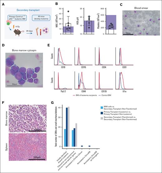 Leukemia is transplantable and rapidly progressing in secondary recipients. (A) Schematic representation of the secondary transplant, in which primary Csnk–/+p53 leukemic bone marrow was transplanted into 5 sublethally irradiated WT recipients and euthanized after 28 days. Secondary recipients of bone marrow cells received sublethal irradiation (6 Gy) and received transplantation with 2.5 × 106 bone marrow cells from leukemic mouse (00-1) each. All mice developed disease rapidly and were moribund within 4 weeks after transplant. (B) Peripheral blood counts at time of euthanasia show leukocytosis and elevated hemoglobin (HGB) levels in 3 of 5 mice. Platelet counts were normal. Reference levels are highlighted by purple rectangles. (C) Peripheral blood smears with MGG staining show infiltration with large basophil blasts. Scale bar, 100 μm. (D) Bone marrow cytospins with MGG staining show basophil blasts; scale bar, 50 μm. (E) Histograms demonstrating the surface marker expression profile of leukemic blasts analyzed by flow cytometry gated on alive/lineage negative cells. Blue curve represents healthy control bone marrow, and red curve represents bone marrow of leukemic secondary recipients. (F) Hematoxylin and eosin (HE) stainings of femur (scale bar, 100 μm) and spleen (scale bar, 200 μm) sections. (G) Total number of single nucleotide variants and small insertions and deletions identified by whole exome sequencing of immortalized blasts (IMMs), primary transplants (leukemic vs nonleukemic), and secondary transplants (transformed vs nontransformed) after indicated filtering steps.