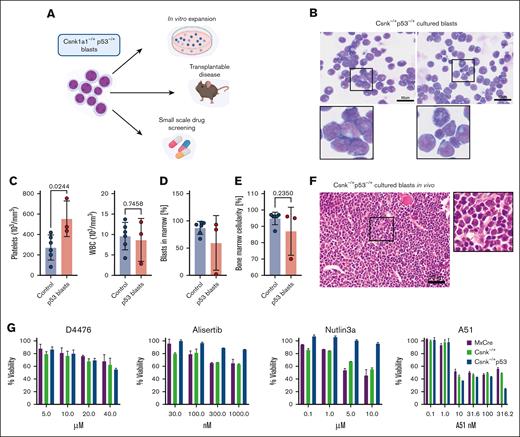 Leukemic blasts can be cultured ex vivo and retransplanted and are susceptible to direct Csnk1a1 and CDK7/9 inhibition. (A) Scheme showing the potential applications of leukemic blasts: Csnk–/+p53 were expanded in vitro, transplanted into sublethally irradiated recipients, and used for small-scale drug screening based on viability. (B) In vitro expanded Csnk1a1–/+ p5mut blasts retain morphology of initial disease. Scale bar, 50 μm. (C) Platelet and white blood cell counts of sublethally irradiated (6 Gy) WT recipients of leukemic p53 blasts expanded in vitro (n = 3 mice) compared with controls with transplanted secondary leukemias. (D) Blast cells in the bone marrow were detected in 2 out of 3 mice that received transplantation with leukemic p53 blasts and compared to secondary leukemia transplants. (E) Bone marrow cellularity in mice that received transplantation with leukemic p53 blasts expanded in vitro. (F) HE staining of bone marrow (femur) section of mice transplanted with leukemic p53 blasts expanded in vitro. (G) Cell proliferation and survival (percentage viability) measured by MTT assay of cultured blasts (Csnk1a1–/+p53), Csnk1a1–/+ Hoxb8-Flt3, and WT Hoxb8-Flt3 cells subjected to increasing doses of D4476, A51, Alisertib, and Nutlin3a.
