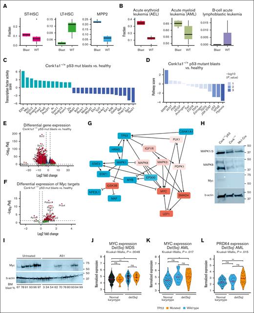 Leukemic growth is driven by MAPK signaling and Myc activation. (A) Transcriptional blast identified based on Cibersort profiling using published single cell data sets, specifically focusing on short-term and long-term stem cells, and multipotent progenitors. (B) Characterization of disease similarity of p53 blasts based on Cibersort profiling, published RNA sequencing data sets of murine leukemias with focus on acute erythroid leukemia (AEL), AML, and B-cell acute lymphoblastic leukemia (B-ALL). (C) Estimating the activity of transcription factors based on abundance changes of their targets (input: full list of differentially expressed gene blasts vs control) as a proxy of their activity using method DoRothEA positive scores to determine transcription factor (TF) in blasts compared with the nonleukemic controls. (D) Pathway response signature scores for 14 pathways inferred from differentially expressed genes between Csnk1a1–/+ p53mut leukemic blasts vs nonleukemic control using the method PROGENy (pathway responsive genes for activity inference). (E) Volcano plot showing differentially expressed genes between leukemic blasts vs control. Positive Log2FC: overexpressed in blasts; negative Log2FC: downregulated in blasts. (F) Volcano plot showing differentially expressed genes between Csnk1a1–/+ p53mut leukemic blasts vs control with genes belonging to Hallmark pathway “MYC targets.” Positive Log2FC: overexpressed in blasts; negative Log2FC: downregulated in blasts. (G) Putative interactome downstream of p53 dysfunction and Csnk1a1 haploinsufficiency inferred using method CARNIVAL (CAusal Reasoning for Network identification using Integer VALue programming). (H) Western blot analysis of MAPK1/3, MAPK8, Myc, and b-actin in Csnk–/+ p53 blasts, Csnk1a1fl/+ or Mx1-Cre HoxB8-Flt3 cells. (I) Western blot analysis of Myc and B-actin on bone marrow samples of mice that underwent tertiary transplantation and were untreated or treated with A51 compound (related to Figure 5). Blast percentage found in bone marrow is depicted at the bottom of the blot. (J) MYC expression in RNA sequencing data of 114 samples from patients with del(5q) MDS (p53 mutation, n = 22; p53 WT, n = 92) and 400 samples of MDS with normal karyotype (p53 mutation, n = 8; p53 WT, n = 392). (K) MYC expression in RNA sequencing data of 38 samples from patients with AML with del(5q) (p53 mutation, n = 26; p53 WT, n = 12) and 51 samples from patients with AML with normal karyotype and wild-type p53. (L) PRDX4 expression in RNA sequencing data of 38 samples from patients with AML with del(5q) (p53 mutation, n = 26; p53 WT, n = 12) and 51 samples from patients with AML with normal karyotype and wild-type p53.