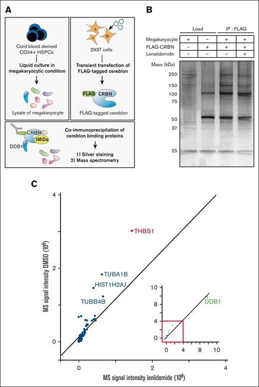Lenalidomide-induced changes in megakaryocyte proteins coimmunoprecipitated with cereblon. (A) Experimental design for identifying human megakaryocyte–specific proteins interacting with cereblon. Lysate mixture of human megakaryocytes differentiated from CD34+ HSPCs and 293T cells transfected with FLAG-tagged cereblon were incubated with and without 10 μM lenalidomide and subjected to immunoprecipitation with antibody against FLAG. Immunoprecipitates were analyzed by sliver staining and MS. (B) Whole-cell lysates (lanes 1-2) and FLAG-specific immunoprecipitates (lanes 3-4) were subjected to silver staining after SDS–polyacrylamide gel electrophoresis. The proteins were denatured in a nonreduced condition. (C) MS signal intensities of FLAG-specific immunoprecipitates in the presence of dimethyl sulfoxide (DMSO) or 10 μM lenalidomide. Each dot shows the yield of the top 25 proteins abundant in megakaryocyte lysate (supplemental Figure 2) and DDB1 (green dot).