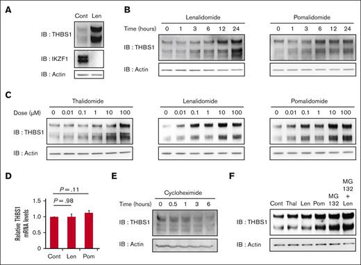 IMiDs upregulate intracellular THBS-1 expression in a proteasome-dependent manner. (A) Immunoblot analysis for THBS-1 and IKZF1 protein levels in MEG01 cells treated for 24 hours with DMSO or 10 μM lenalidomide. (B) Time course analysis of THBS-1 protein expression in MEG01 cells treated with 10 μM lenalidomide and pomalidomide for the indicated times. (C) Immunoblot analysis for THBS-1 in MEG01 cells treated with thalidomide, lenalidomide, and pomalidomide at indicated concentrations for 24 hours. (D) Relative mRNA expression levels of THBS1 in MEG01 cells. Cells were treated with DMSO, 10 μM lenalidomide, or pomalidomide for 24 hours. Data are from 9 independent experiments and are expressed as means ± standard error of the mean (SEM). P values were determined by 2-tailed Student t test. (E) Immunoblot analysis for THBS-1 in MEG01 cells treated with 10 μg/mL cycloheximide for the indicated times. (F) Immunoblot analysis for THBS-1 in MEG01 cells treated with 10 μM IMiDs and/or 1 μM MG132 for 24 hours. Results are representative of 2 (panel A) and 3 (panels B, C, E, and F) independent experiments. Cont, control; IB, immunoblotting; Len, lenalidomide; Pom, pomalidomide; Thal, thalidomide.