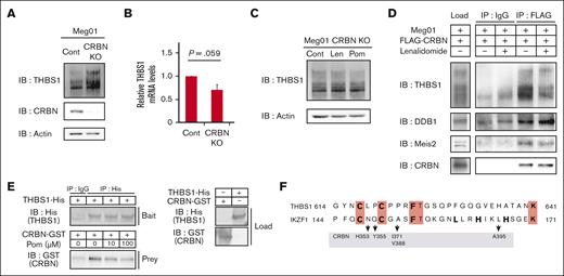 IMiDs interfere with the direct binding of THBS-1 and cereblon. (A and B) Protein expression of THBS-1 (A) and relative mRNA expression levels of THBS-1 (B) in cereblon-depleted MEG01 cells. In panel B, data are from 3 independent experiments and expressed as means ± SEM. P values were determined by 2-tailed Student t test. (C) Immunoblot analysis for THBS-1 in cereblon-depleted MEG01 cells treated with DMSO, 10 μM lenalidomide, or 10 μM pomalidomide for 24 hours. (D) Lysate mixture of MEG01 cells and 293T cells transfected with FLAG-tagged cereblon were incubated with or without 10 μM lenalidomide and subjected to immunoprecipitation with antibody against FLAG. (E) Purified recombinant His-tagged THBS-1–loaded beads were incubated with glutathione S-transferases–tagged cereblon in the presence of pomalidomide at indicated concentration. Mixture was immunoprecipitated with antibody against His. Results are representative of 3 independent experiments (panels A, C, D, and E). (F) Homologous sequences in THBS-1 and cereblon binding site of IKZF1 are aligned. The identical residues are highlighted in red. Residues of IKZF1 composing backbone of zinc-finger structure are shown in bold characters. Arrows represent indicated interacting residues between IKZF1 and cereblon in previous report. Sequence similarity with each protein was analyzed using the protein-protein BLAST program on The National Center for Biotechnology Information. CRBN, cereblon; Cont, control; GST, glutathione S-transferases; IB, immunoblotting; IP, immunoprecipitation; Len, lenalidomide; Pom, pomalidomide; Thal, thalidomide.