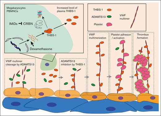 Proposed molecular mechanism of IMiDs-induced VTEs. THBS-1 is an endogenous substrate of cereblon. IMiDs interfere with the binding of cereblon and THBS-1, leading to the accumulation of intracellular THBS-1. Secreted THBS-1 in plasma inhibits the cleavage activity of ADAMTS13, resulting in the multimerization of vWF. Platelet attachment to large-sized vWF multimer induces platelet activation and promotes thrombus formation during IMiDs treatment. CRBN, cereblon.