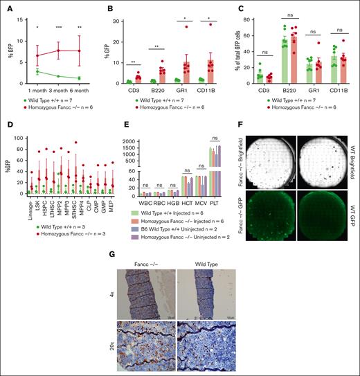 IUHCT results in sustained engraftment in Fancc–/– mice. (A) Flow cytometry of peripheral blood from E14-injected Fancc–/– and WT fetuses. (B) Engraftment observed across cell types. (C) Lineage composition of GFP+ engrafted cells. (D) BM GFP+ cell engraftment. (E) Complete blood counts of injected and noninjected Fancc–/– and WT animals. (F) Representative BM CFU-Cs. (G) Representative femur GFP+ staining from 6 months post-IUHCT. ∗∗∗P < .001; ∗∗P < .002; ∗P < .033; ns, nonsignificant.