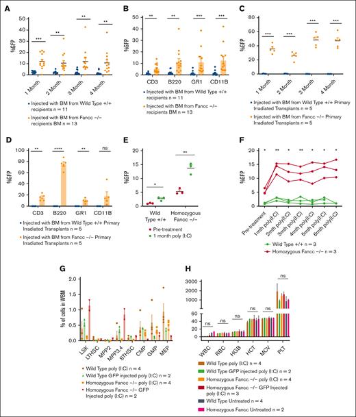 Secondary and tertiary transplantation shows maintenance of engraftment and poly(I:C) treatment leads to selection of GFP+ donor cells. (A) Peripheral blood GFP+ chimerism at indicated time points following secondary transplant with (B) lineage analysis of the peripheral blood postsecondary transplant. (C) Peripheral blood GFP+ chimerism at indicated time points following tertiary transplant with (D) lineage analysis of the peripheral blood posttertiary transplant. (E) Enhanced IUHCT peripheral blood donor chimerism 1 month after poly(I:C) treatment. (F) Peripheral blood donor chimerism following IUHCT at the indicated time points following poly(I:C) treatment. (G) BM analysis of poly(I:C) treated mice at 6 months posttreatment. (H) Complete blood counts 6 months post poly(I:C) treatment. WBM, whole bone marrow.