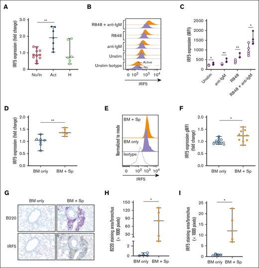The transcription factor IRF5 downstream of TLR7 is significantly increased in B cells of humans and mice with active cGVHD. (A-C) B cells from patients who had received HSCT with active or inactive/no cGVHD at the time of sample collection were isolated by negative magnetic selection from PBMCs. Cells from healthy donors are shown for reference. (A) RNA was isolated from B cells and qPCR was performed to quantify IRF5 gene expression. Levels were expressed as a fold change of active cGVHD (n = 7) when compared with normalized levels in no/inactive subjects (n = 11). (B-C) B cells from patients who had received HSCT with no cGVHD (open circles, n = 5) or active cGVHD (closed circles, n = 4) were left unstimulated or were stimulated with low-dose anti-IgM (0.625 μg/mL), R848 (1 μg/mL) or both R848 and anti-IgM. After 24 hours, cells were harvested, and intracellular flow cytometry was performed to measure IRF5 expression. (B) Half-overlayed flow cytometry histograms from representative active or no patients with cGVHD are shown. (C) Geometric MFI of IRF5 in B cells under each stimulatory condition was determined. (D-F) B cells were isolated via negative magnetic selection from the spleens taken from mice with (BM + Sp) vs mice without (BM only) cGVHD manifestations. (D) RNA was isolated and qPCR was performed to quantify IRF5 gene expression. Levels were expressed as a fold change of BM + Sp (n = 5) when compared with normalized levels in BM only (n = 7) mice. (E-F) IRF5 protein levels in B cells (n = 10 per group) were quantified via intracellular flow cytometry. (E) Half-overlayed flow cytometry histograms from representative BM and BM + Sp mice run on the same day are shown. (F) Protein levels were expressed as a fold change of MFI in the diseased mice (BM + Sp) when compared with levels in the nondiseased (BM only) group to accommodate for the fact that samples were run on multiple days. (G) Representative peribronchiolar B220 and IRF5 staining from diseased (BM + Sp) and nondiseased (BM only) lungs. Images were captured on a Zeiss Axio Imager Z2 upright microscope (Carl Zeiss, Oberkochen, Germany) with the Axiocam 506 color camera. (H-I) The area of positive staining per lung bronchus was quantified for (H) B220 and (I) IRF5 from 3 different images of each individual mouse using Image J software; n = 4 (BM only) and n = 5 (BM + Sp). Statistical analysis was performed using the Mann-Whitney U test; ∗P < .05 and ∗∗P < .01 between sample groups. Data represent median ± range. No, no cGVHD; In, inactive cGVHD; Act, active cGVHD; H, healthy donor; BM only, BM (control group); BM + Sp, BM + spleen (cGVHD group).