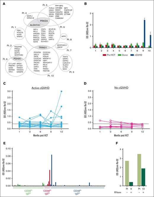 Unique antigen targets of IgG in active cGVHD plasma include the autoantigen Ro-52, which requires RNA for antibody binding. (A) Plasma samples from patients (n = 10) with active cGVHD along with pre-HSCT and corresponding donor samples were screened by plasma microarray (ProtoArray) for reactivity against 8000 target human proteins. To ensure consistency between samples, all 30 arrays (n = 10 pre-HSCT, n = 10 cGVHD, and n = 10 donor, all corresponding to the appropriate individual receiving transplantation) were from the same lot and the process was performed by the same operator. Antigens that were uniquely targeted after development of cGVHD were identified by eliminating those that overlapped among cGVHD samples and corresponding pre-HSCT or donor samples. Proteins targeted by >1 cGVHD plasma sample are highlighted in gray. (B) anti–Ro-52 IgG responses noted on protein microarray in plasma from patients with cGVHD as compared with corresponding donor and pre-HSCT plasma samples were confirmed via ELISA. (C-D) Plasma was isolated serially from patients over a period of 12 months post HCST and anti-Ro-52 IgG antibodies were detected by direct binding ELISA in those who (C) did develop (n = 15-18) or (D) did not develop (n = 5-8) cGVHD symptoms. Dotted line represents assay threshold of positivity based on values from healthy controls. (E) B cells from a patient whose plasma was positive for anti–Ro-52 IgG were sorted on the basis of IgD and CD38 expression. Cells were cultured with EBV ± BAFF at 100 cells per well. After 21 days, B-cell supernatants were collected from individual wells and levels of anti–Ro-52 IgG were assessed via ELISA. Each mark represents 1 of 96 wells of IgG+ supernatant from B-cell cultures. (F) anti–Ro-52 IgG levels in the 2 patients with cGVHD who were anti–Ro-52 positive identified by ProtoArray before and after RNase treatment as determined by direct-binding ELISA.