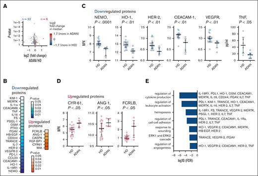 Altered levels of plasma proteins relevant for cell signaling, neutrophil activation, and angiogenesis in individuals with ADAN. Analysis of 249 plasma proteins using proximity ligation assay (Olink) and ELISA. (A-E) Twenty-eight proteins significantly differed in individuals with ADAN from those in HDs, of which 22 were downregulated and 6 were upregulated in the group with ADAN. (A) Volcano plot showcasing the fold change in altered proteins between those with ADAN and HDs. (B) Significance heat map of the 28 proteins. (C-D) Raw NPX values or concentrations (TNF) for selected proteins. (E) Selected identified terms in Gene Ontology analysis (biological process) and the contributing proteins. Nonparametric testing (Wilcoxon rank-sum test). HDs (n = 6-20) and individuals with ADAN (n = 5-7). Olink Proteomics arbitrary unit, in Log2 scale. Samples for plasma Olink and other inflammation/autoimmune analyses were obtained at apparently infection-free intervals, as assessed by CRP and the treating physician. FDR, false discovery rate; NPX, Normalized Protein eXpression.