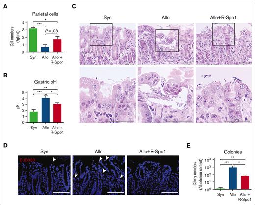 R-Spo1 suppresses GVHD-induced bacterial translocation into the gastric mucosa. Lethally irradiated B6D2F1 mice received transplantation and were treated with R-Spo1 as in Figure 2. The stomach and duodenum were harvested on day +7. (A-B) Numbers of parietal cells identified by PAS staining (A; n = 4 per group) and pH of the gastric lumen (B; n = 10-13 per group). (C) H&E staining of stomach. Areas in the black squares were magnified and shown in the bottom of the original images. Bars represent 50 μm. (D) FISH targeting a pan-bacterial marker, EUB338 (red), with DAPI nuclear staining (blue). Bars represent 100 μm. (E) Numbers of bacterial colony derived from the content of duodenum (n = 9-10 per group). (B,E) Data from 2 experiments were combined and shown as mean ± standard error of the mean. ∗P < .05; ∗∗P < .01; ∗∗∗P < .001. FISH, fluorescence in situ hybridization.