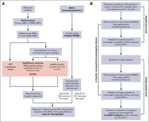 Workflow of the complete strategy for the identification of novel immunogenic peptides. (A) Bioinformatic workflow for the in silico prediction of HCMV-derived peptides. (B) Workflow of the in vitro validation strategy of the in silico HCMV-derived peptide predictions. BreA, Brefeldin A; ICS, intracellular cytokine staining;