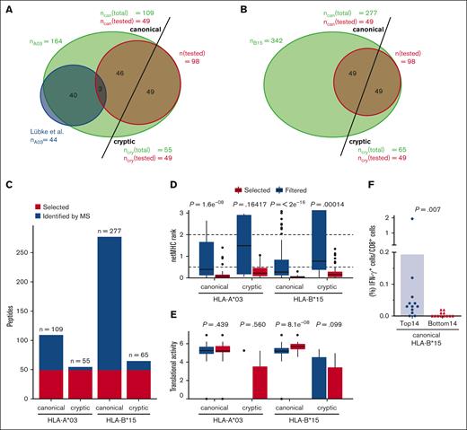 Bioinformatic identification of HLA-I peptides. (A,B) The distribution of identified canonical and cryptic peptide sequences restricted by HLA-A∗03 (A) and HLA-B∗15 (B) including an overlap of HLA-A∗03 restricted, canonical peptides published in the report by Lübke et al,13 which relies on 1 of the data sets examined in our study (A). (C) Identified and selected canonical and cryptic peptides for the haplotypes HLA-A∗03:01 and HLA-B∗15:01. (D,E) Box plot showing the distributions of netMHC ranks and translational activity measured by Ribo-seq of all peptides selected for testing (selected) and all other peptides identified by MHC-I immunopeptidomics (filtered). (D) The default cutoffs for strong binders (cutoff = 0.5) and binders (cutoff = 2) of the netMHC score are indicated. (F) Validation of immunogenicity of the top ranked 14 peptides vs the bottom ranked 14 peptides used for pool testing. Background-corrected peptide-specific T-cell frequencies of PBMCs from healthy donors with HCMV-seropositive HLA-B∗15+ stimulated with peptide pools A, B, F, and G (as described in Figure 3C, HLA-B∗15 canonical) are shown. Each symbol represents 1 donor. Mann-Whitney U test was used for statistical analysis (∗∗P < .01). can, canonical; cry, cryptic.