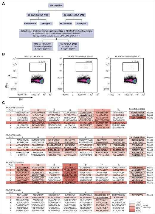 Identification of novel epitopes using peptide pools. (A) Workflow used to identify novel immunogenic peptide candidates. (B) Representative flow cytometric density plot analyzing IFN-γ+/CD8+ T-cell frequencies after stimulation with canonical peptide pools D and N as well as a negative background control (HIV-1 p17 HLA-B∗15). (C) Overview of peptide pools A-N (consisting of 7 peptides each). Each single peptide was present in 2 pools (A-G and H-N). Peptide sequences are highlighted if both peptide pools containing a peptide elicited IFN-γ+/CD8+ T-cell frequencies of ≥0.02%. Color density (0%-30% donor reactivity) indicates the percentage of healthy donors with a cytotoxic T-cell response induced by a certain peptide pool (IFN-γ+/CD8+ T-cell frequencies of ≥ 0.02%). EMA, ethidium monoazide.