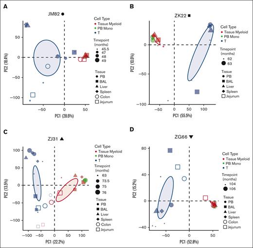 Clonal relationships between tissue-resident cell lineages and PB monocytes in HSPC-barcoded RMs. (A-D) PCA of the relationship of the level of all individual barcode reads retrieved, normalized to the total numbers of reads, from tissue-resident macrophages (red), tissue-resident T cells (blue), and PB monocytes (PB monos; green) in each animal. Symbol size corresponds to sampling time point relative to transplantation, and symbol shape to the tissue type. Ellipses correspond to 95% confidence intervals.