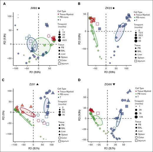 Continual development of tissue-resident macrophages and T cells from HSPCs. (A-D) PCA of the relationship of the level of all individual barcode reads retrieved, normalized to the total numbers of reads, from tissue-resident macrophages (red), PB monos (green), and T cells (blue) from the barcoded animals at multiple time points after transplantation. Symbol size represents biopsy time points relative to transplantation, symbol shapes to different tissues, and ellipses correspond to 95% confidence intervals.