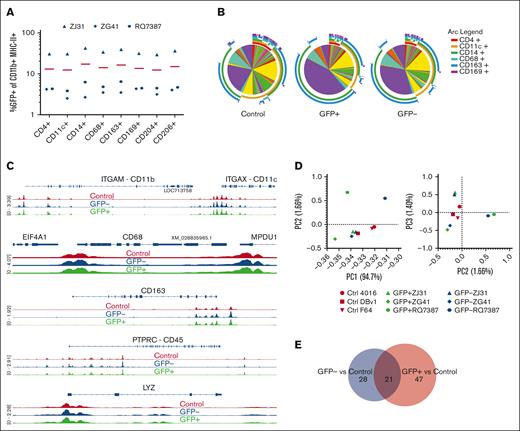 GFP+ and GFP− liver macrophages are substantially similar to each other and liver macrophages from unmanipulated control animals. (A) The expression of GFP in CD11b+ major histone compatitibilty class II–positive liver macrophages expressing each of the listed surface proteins was examined by flow cytometry. There were no significant differences by 2-way ANOVA. (B) Surface protein phenotypes were displayed as Simplified Presentation of Incredibly Complex Evaluations pie charts, in which each slice is a particular combination of markers as defined by the arc legend. Plots were not significantly different by permutation test. (C) Examples of chromatin accessibility at gene loci by ATAC-seq. Traces are averages of 3 animals for each group. (D) PCA analyzing variation in reads across consensus peaks in ATAC-seq samples. (E) The number of differentially accessible regions associated with a gene between either GFP+ cells and controls or GFP− cells and controls.