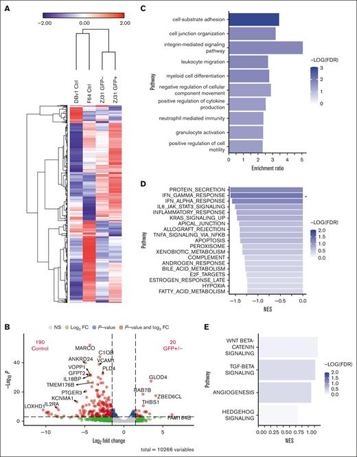 Similar gene expression profiles between GFP+ and GFP− liver macrophages. (A) Heat map displaying expression of the top 1500 expressed genes by RNA-seq. Fragments per kilobase of transcript per million mapped reads expression data are mean-centered and standardized. Hierarchical clustering was performed using 1-minus Pearson correlation, average linkage. (B) Volcano plot showing the number of differentially expressed genes with at least a 1.5-fold change and P < .001 between combined GFP+ and GFP− cells compared with control cells. (C) Overrepresentation analysis using the 276 genes with higher relative expression in both GFP+ and GFP− cells compared with controls with a P < .1 finds genes enriched in multiple pathways including cell adhesion and granulocyte activation. (D) Gene set enrichment analysis results for genes more highly expressed in controls than GFP+/− cells. ∗FDR < 0.05. (E) Gene set enrichment analysis results for genes more highly expressed in GFP+/− compared with controls. FDR, false discovery rate; NES, normalized enrichment score.