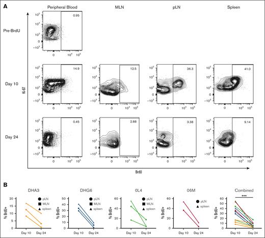 Tissue macrophages turnover at steady state. Healthy, unmanipulated RMs were infused with BrdU intravenously for 5 days. Five days from the conclusion of administration (day 10) and 14 days later (day 24), blood and tissue cells were analyzed by flow cytometry to assess BrdU incorporation. (A) Representative plots showing percent BrdU+ cells of at least 1000 cells defined as single, live, CD45+, CD11b+, HLA-DR+, CD20− mononuclear cells from the same animal at each time point. (B) BrdU levels from all 4 healthy unmanipulated animals in tissue macrophages. ∗∗∗P < .001, using Wilcoxon matched-pairs test.