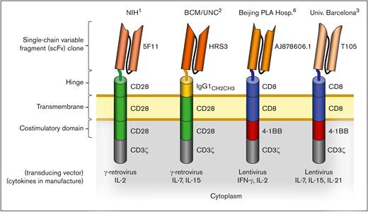 A CAR combines the binding portions of a monoclonal antibody (scFv) with segments of proteins involved in the signaling machinery of T cells, including CD3ζ, and usually 1 or more additional costimulatory domains, such as CD28 and 4-1BB. When expressed on the surface of T cells, a CAR allows for the direct binding of the immune cells to tumors expressing an antigen of interest on their surface, such as CD30. This recognition bypasses the native requirement for antigen processing and HLA restriction, making a CAR a universal receptor for a particular tumor antigen, thus greatly simplifying the production of cellular immune therapies. The CD30-CARs that have been used in clinical trials conducted at different centers have distinct structures, as illustrated in the figure, and are introduced into autologous T cells using variable methodologies.