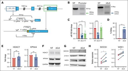CRISPR/Cas9–mediated deletion of MIR155HG results in downregulation of miR-155 expression with minimal off-target effects. (A) MIR155HG gene locus with 3 exons in blue shaded boxes and promoter region is shown. Yellow shaded box within exon 3 denotes pre-miR-155. Guide RNAs (gRNAs) targeting promoter region are shown in dark blue, and gRNAs targeting miR-155 sequence in exon 3 junction are shown in green. (B) Genomic PCR performed 72 hours after transfection. One representative donor is shown. (C) Validation of sgRNA pairs to target MIR155HG. Fold change in miR-155 expression measured using quantitative reverse transcriptase–PCR (qRT-PCR) at 72 hours (left) and 7 days after transfection (right). (D) On-target efficiency was quantified by droplet digital PCR performed 72 hours after transfection. (E) qRT-PCR, n = 3 donors and (F) Western blot analysis of identified off-target genes from a single representative donor. (G) Western blot analysis SOCS1 and WEE1 from a single representative donor. (H) Densitometric quantification of panel G, n = 4 donors. Data are combined from 3 to 16 independent donors, each symbol represents an individual donor (∗∗P < .01, ∗∗∗∗P < .0001).