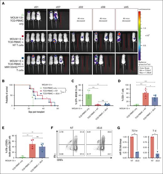MIR155HGΔexon3 T cells retain beneficial GVL effect. NSG mice were irradiated and injected with GFP+ luciferase–transduced FLT3-ITD+ MOLM-13 AML cells along with TCD-PBMCs alone (open green circles) or TCD-PBMCs with either NT (filled red circles) or MIR155HGΔexon3 T cells (filled blue boxes). (A) Whole-body bioluminescent signal intensity of recipient NSG mice (n = 3 or 4) from 1 representative donor. Mice were imaged on indicated days. (B) Survival curve from 2 independent donors (n = 5 or 6). (C-D) Splenocytes were isolated at time of death and (C) MOLM-13 leukemic burden evaluated by GFP positivity and (D) percentage live CD3+ T cells were evaluated using flow cytometry (n = 5 or 6 combined) from 2 independent transplants or donors. (E) Percentage IFN-γ and CD107a double-positive CD8+ T cells in splenocytes. (F) Representative contour plots of panel E. (G) Fold change in miR-155 expression measured by qRT-PCR at 72 hours (left) and 7 days (right) after transfection of human donors used for GVL transplants (∗P < .05, ∗∗P < .01, ∗∗∗P < .001).