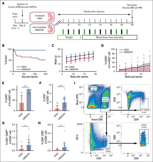 The NBSGW strain demonstrates enhanced human LT-HSC engraftment in the BM. (A) Schematic of generating humanized mouse models using UCB-derived human HSPCs in NSG and NBSGW strains. (B) Survival of mice over 150 days after humanization. Day 0 (NSG: n = 23; NBSGW: n = 25), day 150 (NSG: n = 12; NBSGW: n = 24). (C) Weights of mice. Error bars indicate standard deviation (SD). (D) Percent human CD45+ cells in the PB of mice. The curve represents the mean values of each time point. Week 8 (NSG: n = 15; NBSGW: n = 24). Week 18 (NSG: n = 12; NBSGW: n = 24). (E) Percent human CD45+ cells in the murine BM. (F) Percent human CD34+ cells of human CD45+ cells. (G) Percent human CD34+CD38low cells of human CD45+ cells. (H) Percent human CD34+CD90+ cells of human CD45+ cells. (NSG: n = 12; NBSGW: n = 24). Error bars indicate SD. Welch t test, ∗∗P < .01, ∗∗∗P < .001, and ∗∗∗∗P < .0001. (I) Representative plots showing the gating strategy used to characterize human cells isolated from murine BM.