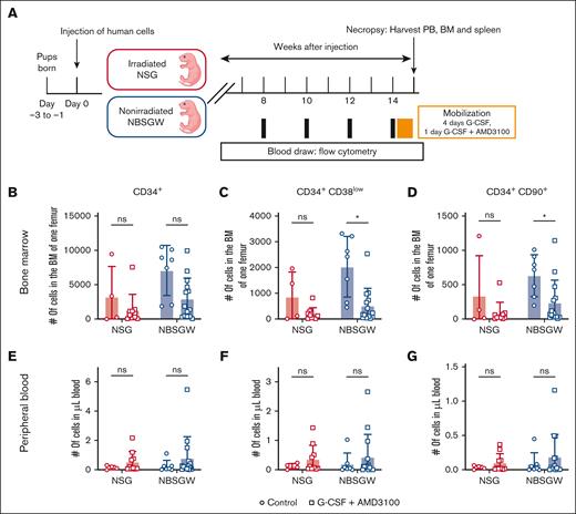 G-CSF and AMD3100 treatment yields insufficient mobilization of human HSCs into the PB. (A) Schematic of generating humanized mouse models and G-CSF + AMD3100 treatment for human HSC mobilization. (B-D) Numbers of human CD34+, CD34+CD38low, CD34+CD90+ cells in the BM of 1 femur. (E-F) Numbers of human CD34+, CD34+CD38low, CD34+CD90+ cells per μL of blood. (NSG: Control, n = 4; G-CSF + AMD3100, n = 10; NBSGW: Control, n = 7; G-CSF + AMD3100, n = 14.) Error bars indicate SD. Welch t test, ∗P < .05; ns, not significant.