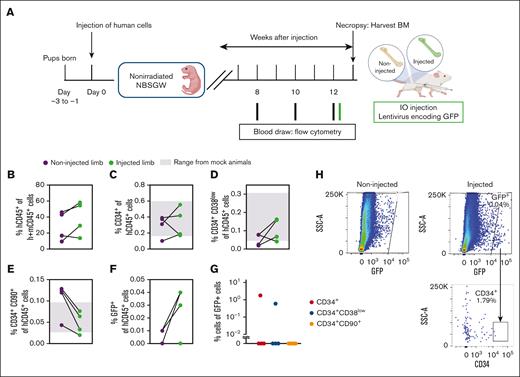 VSV-G-LV transduces mature blood cells and progenitors in vivo. (A) Schematic of generating a humanized NBSGW mouse model and injecting a lentivirus encoding GFP in the BM. (B) Percent human CD45+ cells in the murine BM. (C-E) Percent human CD34+, CD34+CD38low, and CD34+CD90+ cells in the BM of noninjected and injected limbs. Shaded in gray are the range of values from control (mock) animals. (F) Percent GFP+ cells of human CD45+ cells. (B-F) Treated (injected/noninjected), n = 4; and control, n = 3. (G) Percent human CD34+, CD34+CD38low, and CD34+CD90+ cells of GFP+ cells (n = 4). (H) Representative plots showing the gating strategy used to characterize the GFP+ population.