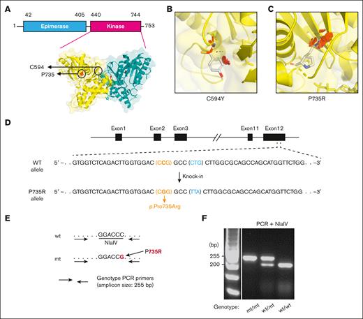 Generation of P735R-knockin mice. (A) Schematic domain representation of UDP-GlcNAc-2-epimerase and ManNAc kinase in human GNE, and the structure of dimeric kinase domains (PDB ID: 2YHW). (B) Structural prediction of kinase domain carrying C594Y mutation, showing that 1 rotamer causes severe clashes in all 3 rotamers. (C) Structural prediction of kinase domain carrying P735R mutation, showing severe clashes for all the 22 rotamers. Mutagenesis and rotamer selection were performed using PyMOL, in which the gray sticks indicate the mutated residues and the red octagon disks indicate significant van der Waals overlap, meaning atoms are close to other atoms causing clashes. (D) Diagram of the targeted genomic sequence in the GneP735R/P735R (hereafter, mt/mt) mouse using the CRISPR-Cas9 system. The synonymous mutation p.Leu737 (CTG to TTA) was introduced as a blocking mutation to prevent re-cutting by Cas9 after homology-directed repair. (E) Illustration of the RFLP-based genotyping assay using PCR and restriction endonuclease NlaIV. (F) Genotyping results visualized using 2% agarose/TBE gel.