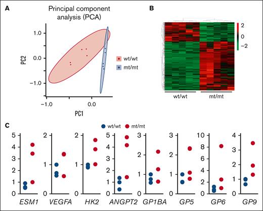 Bulk RNA sequencing of E11.5 embryos reveals significant differences in genome expression. (A) Principal component analysis displays the difference in global gene expression profiles between wt/wt and mt/mt embryos. N = 5 for each genotype. (B) Clustering analysis of differentially expressed genes of A shown as a heat map. (C) RT-qPCR of angiogenesis- and platelet-related differentially expressed genes scored by bulk RNA-seq. RNA was extracted from E11.5 embryonic heads. N = 3 for each genotype. All data were analyzed using t-tests.
