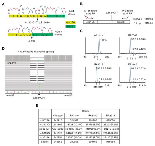 Transcript analysis identifies low levels of canonical splice products associated with the c.3624C>T variant. (A) Traces of Sanger sequencing from 64 cloned reverse transcription PCR products amplified from region around FANCA exon 36 using RNA derived from RA2349 fibroblasts. Two of 64 clones exhibited normal spliced product at the splice donor site of exon 36 with the synonymous variant present. The remaining 62 clones showed a 4-bp deletion. (B) Schematic of the qf-PCR method used for relative quantification of splice products at exon 36-37 junction. (C) qf-PCR peak profiles showing that 6% to 10% of products had normal splicing. The average peak amplitude from 3 independent experiments was used to calculate relative percentage of product(s). (D) Integrative Genomics Viewer showing MiSeq deep sequencing of the c.3624C>T variant position in RA2349 cell line. Low-level expression of the normally spliced product. (E) Number of reads and percentages at each indicated position from MiSeq analysis of 3 cell lines including fibroblast RA2349 and 2 lymphoblastoid cell lines, RA2219 and RA2140, all derived from individual 2.