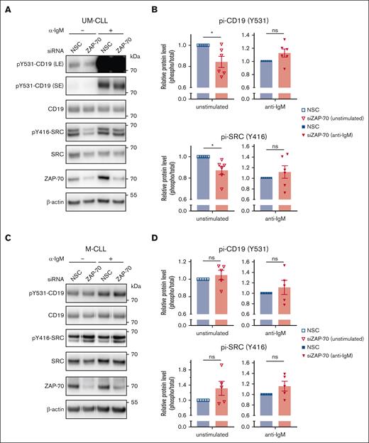 ZAP-70 enhances the constitutive activation of CD19 and SRC. (A,C) Phospho-CD19 (Y531), phospho-SRC (Y416), total CD19, total SRC, ZAP-70, and β-actin immunoblots of primary UM-CLL (in panel A) or M-CLL cells (in panel C), monocultured for 24 hours after nonspecific siRNA or ZAP-70 siRNA transfection. For anti-IgM stimulated samples, CLL cells were treated with bead-bound anti-IgM for 20 minutes. (B,D) Phosphoprotein levels of CD19 and SRC (relative to total CD19 and SRC-protein levels, respectively) 24 hours after siRNA transfection in UM-CLL (in panel B) or M-CLL samples (in panel D). For anti-IgM stimulated samples, CLL cells were treated with bead-bound anti-IgM for 20 minutes. (n = 6 for UM-CLL, n = 5 for M-CLL). Statistical significance between samples was assessed by paired 2-tailed Student t tests. ∗P < 5 × 10−2. LE, long exposure; ns, not significant; SE, short exposure.