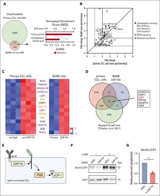 ZAP-70 constitutively binds to cytoskeleton proteins. (A) Venn diagram compares the ZAP-70-binding proteins identified from mass spectrometry (MS) in unactivated primary CLL cells and BJAB cell lines. Gene set enrichment analysis showing the gene ontology terms extracted from the unique 71 proteins (primary CLL cells MS and BJAB cell line MS, log2 fold-change (log2FC >1, adj P < .01). (B) The 71 unique proteins from panel A were plotted by the log2FC. x-axis, identified in primary CLL cells MS; y-axis, identified in BJAB cell line MS. Colors indicate the subgrouped functions of the proteins. Dots in gray are the proteins involved in other cellular functions. (C) Heat map of proteins presented in panel B (primary CLL cells MS and BJAB cell line MS, log2FC >2, adj P < .01). Purple and orange indicate relative high and low protein abundance, respectively. Each condition analyzed depicts 3 (primary CLL cells) or 2 (BJAB cell line) technical replicates. Proteins were ranked from top to bottom by average log2FC combine primary CLL cells MS and BJAB cell line MS. (D) Venn diagram comparing ZAP-70–binding proteins identified from MS in unactivated primary CLL cells using ZAP-70–specific antibody pull down, in unactivated BJAB cell lines using biotinylated–ZAP-70 streptavidin pull down and in unactivated Kasumi-2 cells using a ZAP-70 proximity dependent biotinylation strategy (Sadras et al12) (log2FC >2, adj P < .01). (E) Proposed model for tonic BCR signal regulating LCP1 serine(5) phosphorylation in UM-CLL. Created with BioRender.com. (F) Phospho-LCP1 (S5) and total LCP1 immunoblots of primary UM-CLL cells monocultured for 24 hours after nonspecific control siRNA or ZAP-70 siRNA transfection. For anti-IgM–stimulated samples, monocultured CLL cells were treated with bead-bound anti-IgM for 20 minutes. (G) Phosphorylated LCP1 levels (relative to total LCP1 levels) 24 hours after siRNA transfection in UM-CLL samples (n = 3). Statistical significance between samples was assessed by paired 2-tailed Student t tests. ∗∗P < 10−3. ns, not significant.