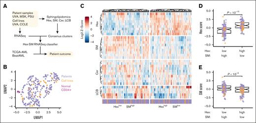AML cell lines and patients with AML separate into 2 sphingolipidomic clusters that differ in their abundance of hexosylceramide and sphingomyelin. (A) Strategy to identify sphingolipidomic subtypes in AML. Sphingolipidomics of hexosylceramide (Hex), sphingomyelin (SM), ceramide (Cer), and LCB (comprised of sphingosine and its derivatives) was performed on primary AML samples and AML cell lines by liquid chromatography mass spectrometry, and the normalized data were consensus clustered to identify a stable number of sphingolipid clusters. Cluster-specific gene signatures were extracted to train a Hex-SM classifier that infers sphingolipidomic subtype from RNA sequencing (RNASeq). (B) Sphingolipidomic heterogeneity is similar in AML cell lines and patient samples but distinct from normal CD34+ bone marrow. Normalized sphingolipidomics for normal bone marrow samples (magenta, n = 6), primary AML samples (purple, n = 213), and AML cell lines (orange, n = 30) were displayed by Uniform Manifold Approximation and Projection (UMAP). (C) Row-standardized lipid abundances organized by the sphingolipid family: Hex, SM, Cer, and LCB. The HexlowSMhigh and HexhighSMlow consensus clusters are separately clustered and annotated as cell lines (orange) and patient samples (purple). (D-E) Normalized Z-scores of lipid species within the Hex (D) and SM (E) families were summed and differences between consensus clusters were assessed by the Mann-Whitney test with continuity correction. Colors indicate the sample type: AML cell lines (orange, n = 30) and primary samples (purple, n = 213).