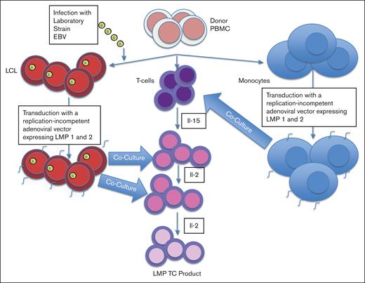 Production of LMP-TCs. In brief, donor peripheral blood mononuclear cells (PBMCs) are sorted into B cells, T cells, and monocytes. B cells are transfected with laboratory strain EBV and grown into the lymphoblastoid cell line (LCL). LCL and monocytes are transduced with a replication-incompetent adenoviral vector expressing LMP 1 and 2. T cells are cocultured with LMP1 and 2 expressing LCLs and monocytes in the presence of interleukin-2 (IL-2) to produce a LMP-specific T-cell product containing both CD4+ and CD8+ cells.
