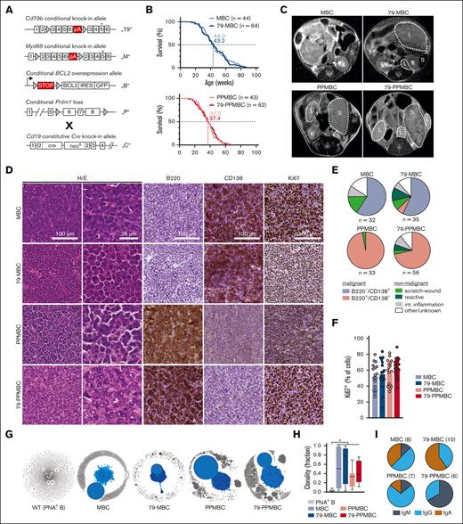 Mouse models develop clonal DLBCL-like disease. (A) Schematic visualizations of the alleles used throughout the manuscript. Triangular shapes represent loxP sites. (B) Survival was determined for both the Prdm1-proficient (MBC/79-MBC) and Prdm1-deficient (PPMBC/79-PPMBC) models. (C) Representative MRI images of overt lymphoma in the 4 mouse lines; L, lymphoma; S, spleen; and K, kidney. (D) Representative immunohistochemical stainings of lymphoma tissue isolated from MBC, 79-MBC, PPMBC, and 79-PPMBC animals. (E) Quantification of the terminal phenotypes as determined by macroscopic and histological/immunohistochemical analysis; int, intestinal. (F) Quantification of the frequency of Ki67+ cells in lymphoma sections from the indicated genotypes. Each data point represents a lesion from an individual animal. (G-I) BCR sequencing was performed on cDNA of lesions histologically characterized as tumors and PNA+ GCB cells from wildtype animals. (G) shows representative clonality plots of 1 sample per genotype. Within each sample, each circle represents a unique BCR sequence, whereas the size of the circle represents the frequency of this sequence within the sample. Sequences differing by a maximum of 2 nucleotides are considered to be clonally related and therefore connected to clones by connecting lines. The dominant clone of each sample is highlighted in blue. The size of the largest clone of each analyzed sample (PNA+ B, n = 4; MBC, n = 8; 79-MBC, n = 10; PPMBC, n = 5; and 79-PPMBC, n = 6) is plotted in panel H and the identified heavy chains are quantified in panel I; ∗P ≤ .05; Welch 2-tailed t test, Benjamini-Hochberg-correction for multihypothesis testing. cDNA, complementary DNA; PNA, peanut agglutinin.
