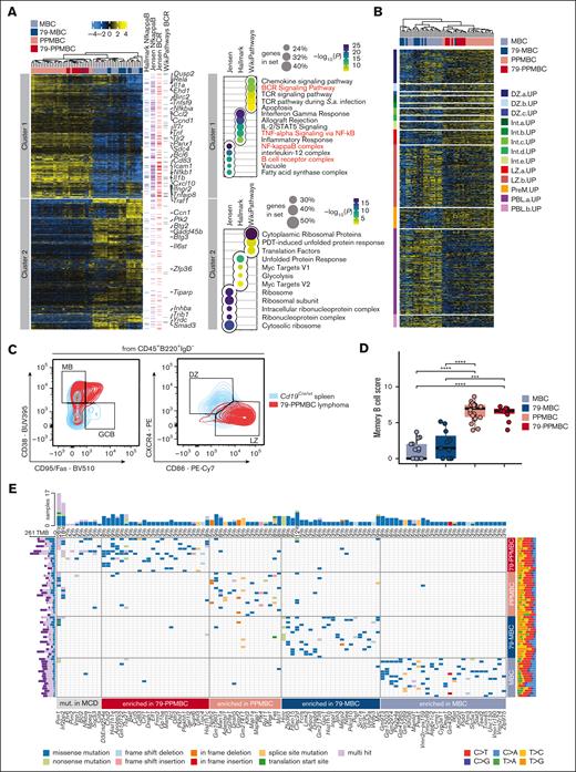 Myd88-driven mouse models display genomic and transcriptomic features reminiscent of human ABC-DLBCL. (A) A heat map was generated from genes expressed differentially between the individual pairs of genotypes. The normalized DeSeq2 counts were centered after a row-wise mean subtraction. Highlighted MGI Gene Symbols were extracted from the Hallmark NfkappaB signature, Jensen compartments of NfkappaB, Jensen B-cell receptor (BCR) complex, and WikiPathways BCR, which were also significantly enriched in cluster 1. The right panel shows dot plots of significantly altered gene sets within cluster 1 and cluster 2, respectively. The size of the dot corresponds to the number of genes overlapping between the given cluster and the gene set, whereas the adjusted P value is visualized following a color code with an individual legend being provided. Gene sets highlighted in the heat map are marked in red color (n = 60). (B) Murine lymphoma transcriptomes were clustered by the expression of genes included in a published set of gene signatures specific to different GC developmental stages; DZ, dark zone; Int, intermediate; LZ, light zone; PreM, prememory; PBL, plasmablast. (C) Flow cytometric analyses of lymphoma samples for the expression of memory (CD38+/Fas–, gate “MB”) and germinal center B cell (CD38–/Fas+, gate “GCB”) surface markers. The expression levels of CXCR4 and CD86 were determined to distinguish between light and dark zone profiles (gates “LZ” and “DZ”). Splenocytes from Cd19Cre/wt were used as a reference. One case representative of 9 analyzed 79-PPMBC tumors is illustrated, the full set of cases is visualized in supplemental Figure 2E-F. (D) The abundance of memory B cells across different genotypes was quantitatively estimated using mMCP-counter, a method that uses a proprietary score to estimate the abundance of specific cell types (n = 60). (E) Oncoplot from MBC, 79-MBC, PPMBC, and 79-PMBC lymphomas (n = 65). Displayed are recurrently mutated genes identified using OncodriveCLUST,29 a method specifically designed to identify significantly mutated genes that are subject to positive selection in cancer. These genes have been implicated in MCD DLBCL, as indicated by the “mut. in MCD” label. Moreover, mutations that are significantly enriched in any of the investigated genotypes are depicted. IL-2, interleukin 2; PDT, photodynamic therapy; TNF, tumor necrosis factor.