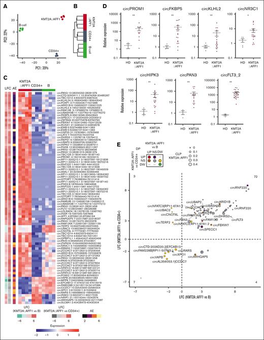 The KMT2A::AFF1 circRNAome is highly dysregulated. (A) Principal component (PC) analysis and (B) hierarchical clustering using Euclidean distance of samples from patients with KMT2A::AFF1 ALL and CD34+ cells and B-cell populations from HDs, based on circRNA expression profiles. (C) Heat map of standardized expression of the 86 circRNAs differentially expressed when comparing KMT2A::AFF1 ALL vs B cells and CD34+ cells from HDs; (left) the log2 fold change (LFC) in the 2 comparisons and the average AE in all samples are shown. (D) CircRNA expression quantification by RQ-PCR in an extended patient cohort (relative expression calculated as 2-ΔΔCT values using glyceraldehyde-3-phosphate dehydrogenase as reference and bone marrow samples from at least 3 HDs as calibrator; Mann-Whitney U test P values: ∗P < .05 and ∗∗ P < .01); N = 10 MLL:AF4 BCP-ALL for circPROM1; N = 17 KMT2A::AFF1 BCP-ALL for circFKBP5, circKLHL2, circNR3C1, circHIPK3, and circPAN3; and N = 27 MLL:AF4 BCP-ALL for circFLT3_2. (E) Relation between dysregulation of circRNA expression and proportion in KMT2A::AFF1 ALL for the same 86 DE circRNAs in panel C. The dot size represents the CLP value in patients with KMT2A::AFF1, the dot color indicates DP variation categories in the 2 comparisons; names of circRNAs DP in at least 1 comparison (KMT2A::AFF1 vs B cells and/or KMT2A::AFF1 vs CD34+ cells) are shown, and the number of circRNAs in each quadrant is indicated. UP, upregulated; NS, unvaried; DW, decreased.