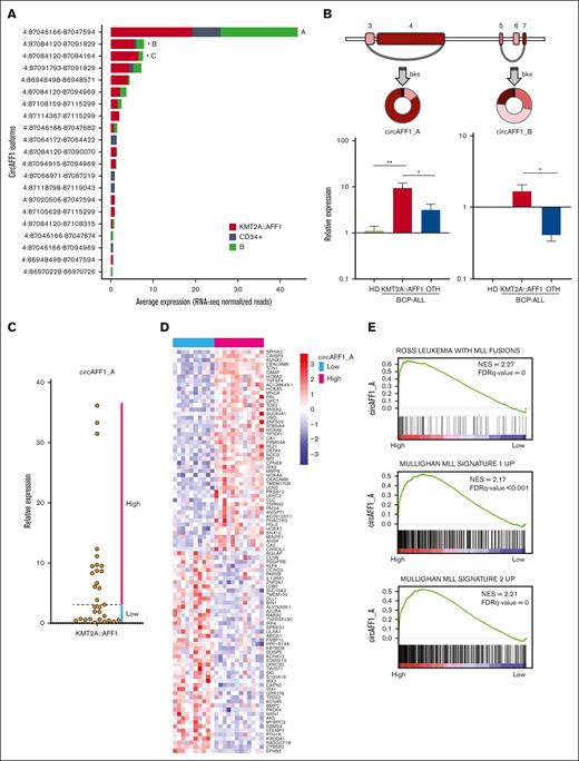 CircAFF1_A and circAFF1_B isoform structure and expression in the extended patient cohort. (A) Expression levels of the circAFF1 isoforms in samples from patients with KMT2A::AFF1 ALL and CD34+ cells and B cells populations from HDs, according to RNA-seq analysis (significant DE is indicated by ∗). (B) Schematic representation of circAFF1_A and circAFF1_B structure (exons number according to ENST00000395146 transcript; colored boxes represent exons; gray segments, introns; and arches, circRNAs;) and bar graphs of expression levels quantified by qRT-PCR in bone marrow samples from HDs (N = 3), in pediatric patients with BCP-ALL, 31 with (KMT2A::AFF1, N = 31 for circAFF1_A and N = 17 for circAFF1_B) and 13 without (OTH) KMT2A::AFF1 rearrangement (mean ± standard error of the mean is shown; Mann-Whitney U test P value ∗P < .05 and ∗∗P < .01). (C) circAFF1_A level stratify patients into high- and low-expressors groups. (D) Patients with high and low circAFF1_A expression level are characterized by different genes expression profiles according to microarrays analysis (the top 50 ranked genes differentially expressed are shown in the heat map); (E) MLL signatures resulted positively enriched among genes differentially expressed between patients with high and low circAFF1_A expression. bks, backsplice site; FDR, false discovery rate.