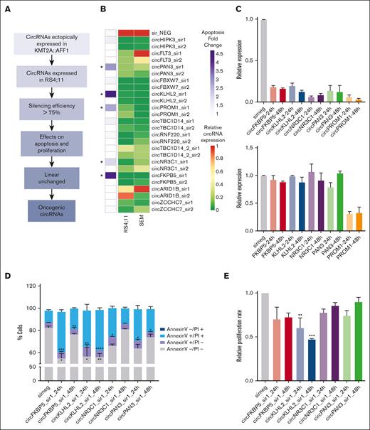 Functional screening of circRNAs using a loss-of-function approach in vitro. (A) Workflow of the strategy used for circRNA prioritization and functional screening. (B) Results of the semimassive siRNA screening: the heat map on the left shows the average relative apoptotic rate with respect to sirNEG (measured as relative percentage of annexin and propidium iodide (PI) marked, ie, the sum of annexin-positive/PI-positive and annexin-positive/PI-negative; ∗indicates LFC > 1.5) upon silencing of 13 circRNAs with high siRNA efficiency (right columns; at least 75% of circRNA expression reduction in SEM and RS4;11 cell lines; relative circRNA expression measured by qRT-PCR and expressed as 2-ΔΔCt using sir_NEG as calibrator and GAPDH as reference gene). (C) Relative circular RNA (top) and linear transcript (bottom) expression in the silenced samples compared to the sirNEG (gray bar). (D) Percentage of annexin-PI marked cells and (E) relative cell proliferation rate according to EdU assay upon circRNA silencing at 24 hours and 48 hours. For each bar, data are reported as the mean ± standard error of the mean of at least 3 independent replicates in RS4;11.