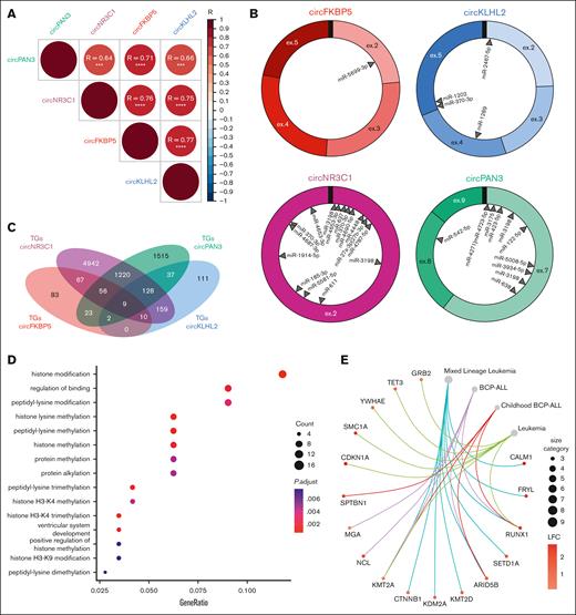 Correlated expression and putative functions of oncogenic circFKBP5, circKLHL2, circNR3C1, and circPAN3 ectopically expressed in KMT2A::AFF1 ALL. CircFKBP5, circKLHL2, circNR3C1, and circPAN3 (A) pairwise expression correlation in a cohort of 17 pediatric patients with KMT2A::AFF1 ALL; (B) miRNA-binding sites predicted by CRAFT; (C) venn diagram of the overlap of validated target genes (TGs) of miRNAs potentially bound by circFKBP5, circKLHL2, circNR3C1 and circPAN3; overrepresentation of (D) biological processes; and (E) diseases among genes commonly linked, through miRNAs, to at least 3 of the 4 oncogenic circRNAs identified and with positive LFC comparisons of KMT2A::AFF1 ALL samples with CD34+ cells from HDs.