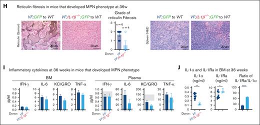 Loss of IL-1β from JAK2-mutant hematopoietic cells reduces MPN disease initiation. (A) Schematic drawing of the experimental setup for competitive transplantation at 1:100 dilution. BM from VF;GFP or VF;IL-1β−/−;GFP donor mice was mixed with a 100-fold excess of BM competitor cells from an IL-1β−/− donor. (B) Time course of blood counts from individual mice that received BM from VF;GFP (upper panel) or VF;IL-1β−/−;GFP donors (lower panel). (C) IL-1β protein levels in plasma and BM lavage (1 femur and 1 tibia) of mice with or without MPN phenotype is shown (right panel). Nonparametric Mann-Whitney 2-tailed t test was performed for statistical comparisons. (D) Time courses of GFP chimerism in the peripheral blood are shown. Multiple t tests were performed for statistical analyses. (E) Bar graphs show the percentages of mice that showed engraftment defined as GFP chimerism of >1% at 18 weeks after transplantation and the percentages of mice that developed MPN phenotype (elevated hemoglobin and/or platelet counts). P values in lower panel were computed using Fisher exact test. (F) Time course of mean blood counts and GFP chimerism in the peripheral blood of WT mice transplanted with BM from VF;GFP or VF;IL-1β−/−;GFP and IL-1β−/− competitor cells that developed MPN phenotype during 36-weeks follow-up. Multiple t tests were performed for statistical analyses. (G) GFP chimerism in HSPCs at 36 weeks after transplantation in the BM (left) and spleen (right) of WT mice transplanted with BM from VF;GFP or VF;IL-1β−/−;GFP and IL-1β−/− competitor cells that developed MPN phenotype. Multiple t tests were performed for statistical analyses. (H) Representative images of reticulin fibrosis staining in the BM (left panel) and hematoxylin and eosin staining in the spleen (right panel) of mice showed MPN phenotype at 36 weeks after transplantation. Histological grade of reticulin fibrosis in BM is shown in a bar graph (right). (I) Levels of inflammatory cytokines in BM lavage (1 femur and 1 tibia) and plasma of mice that displayed MPN phenotype at 36 weeks after transplantation. (J) Levels of IL-1 cytokines in the BM. Gray shaded area represents normal range. All data are presented as mean ± standard error of the mean (SEM); ∗P < .05; ∗∗P < .01; ∗∗∗P < .001; and ∗∗∗∗P < .0001. See also supplemental Figures 1 and 2.
